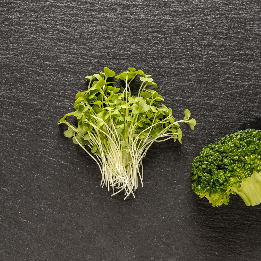 Microgreens  broccoli