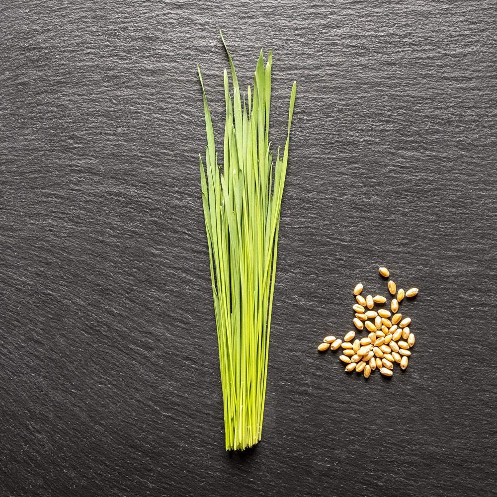 Microgreens wheatgrass